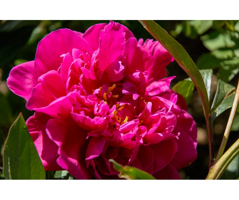 Peony